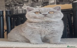 British Shorthair cats for sale: Beautiful BSH lilac girl for sale - Advert 2