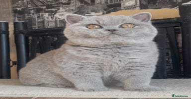 British Shorthair cats Beautiful BSH lilac girl for sale - Advert 3