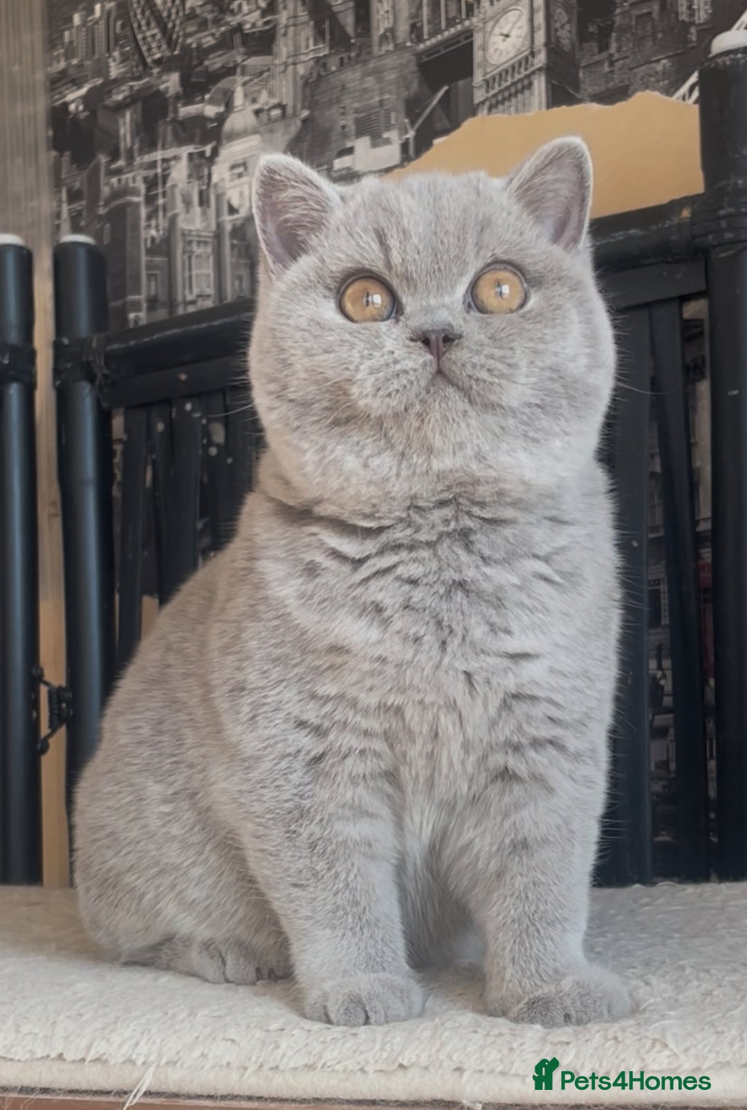 British Shorthair cats for sale: Beautiful BSH lilac girl for sale - Advert 2