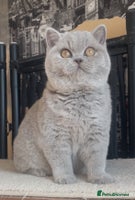 British Shorthair cats Beautiful BSH lilac girl for sale - Advert 3