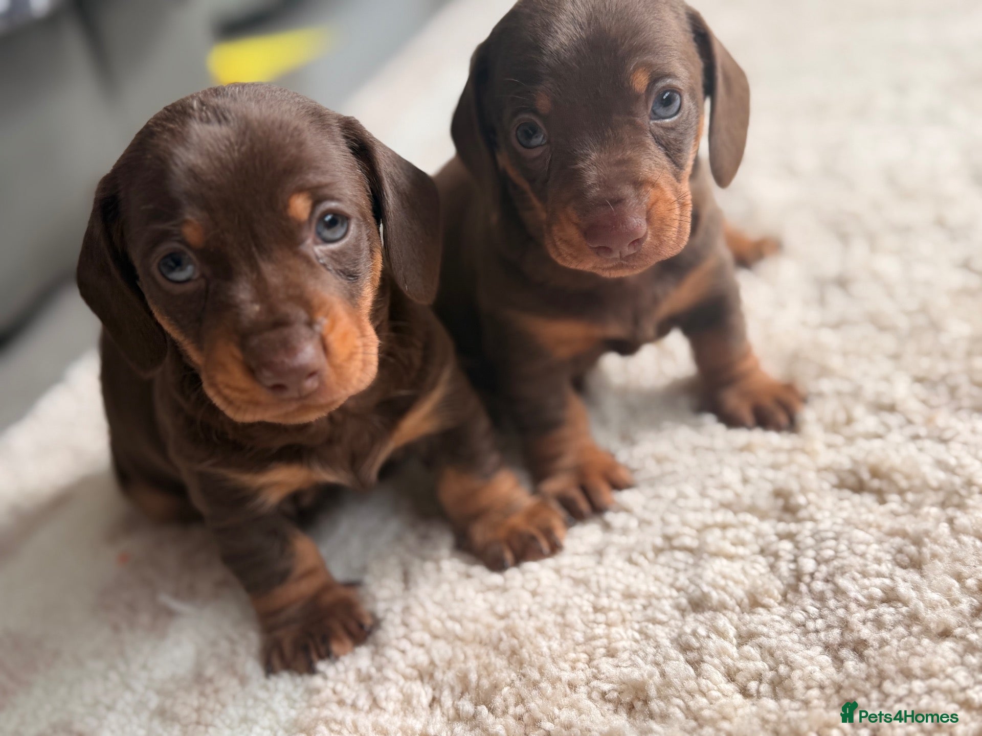 Dachshund dogs Miniature dachshund puppy  - Advert 14