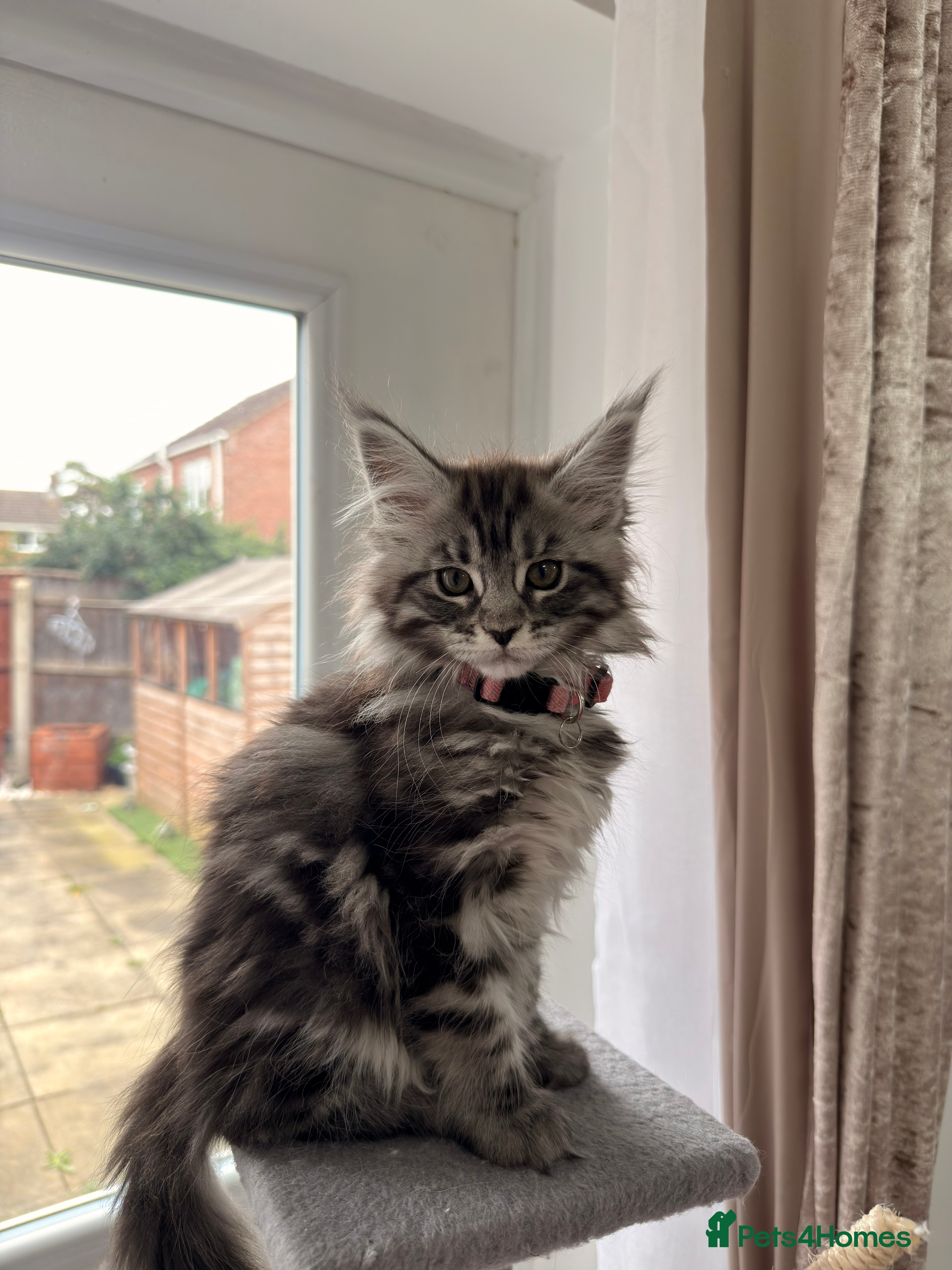 Maine Coon cats 🐾 Stunning Maine Coon Kittens🐾 - Advert 4