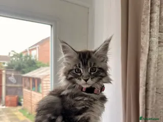 Maine Coon cats 🐾 Stunning Maine Coon Kittens🐾 - Advert 4