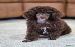 Toy Poodle dogs for sale: Gorgeous Tiny Toy Poodle Pups  - Image 20