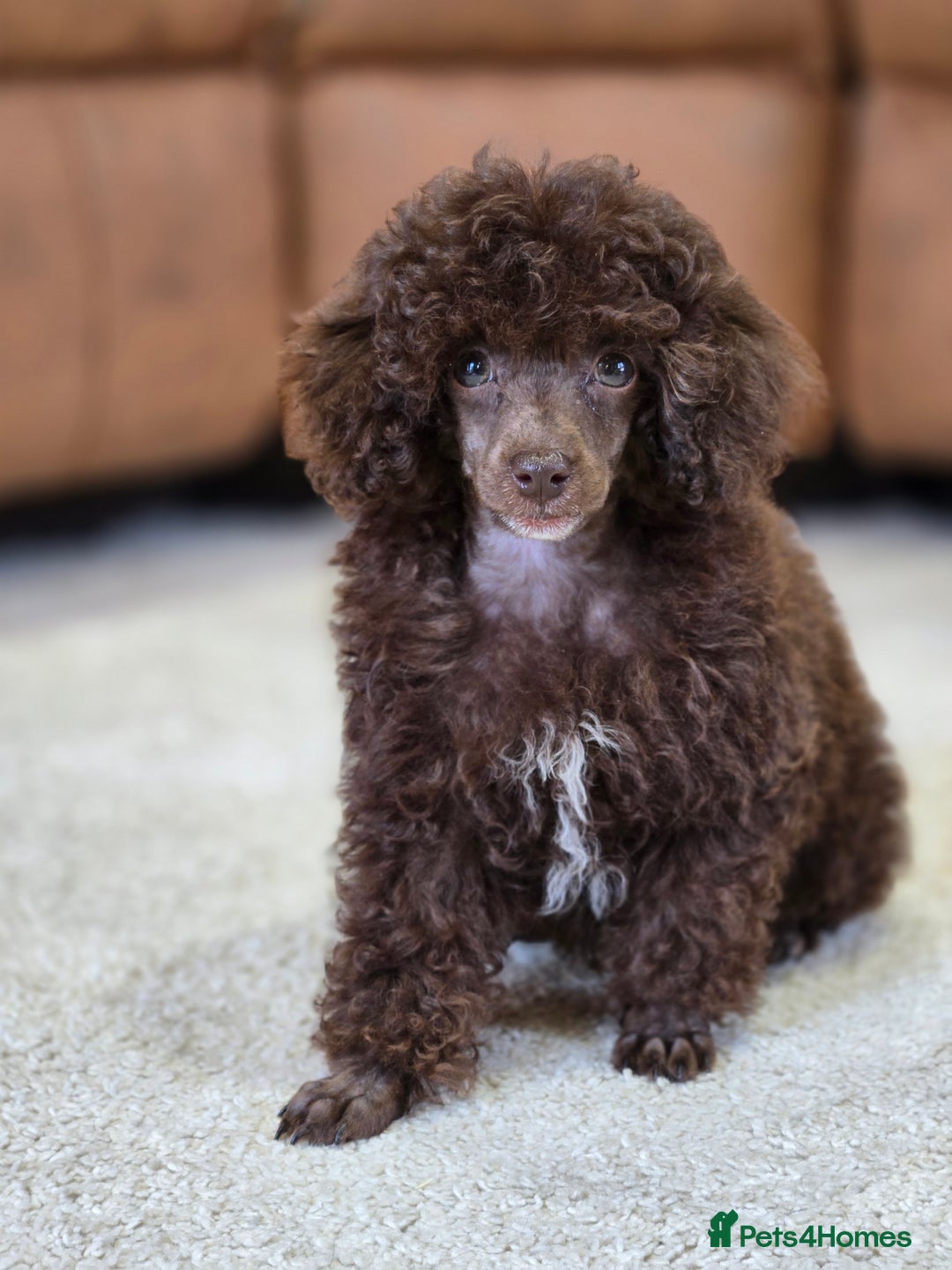 Toy Poodle dogs for sale: Gorgeous Tiny Toy Poodle Pups  - Image 20