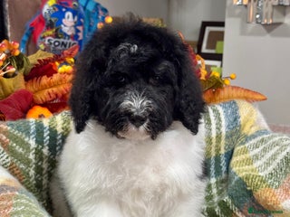 Bernedoodle dogs 1 boy Mini bernedoodle puppies for sale - Advert 6