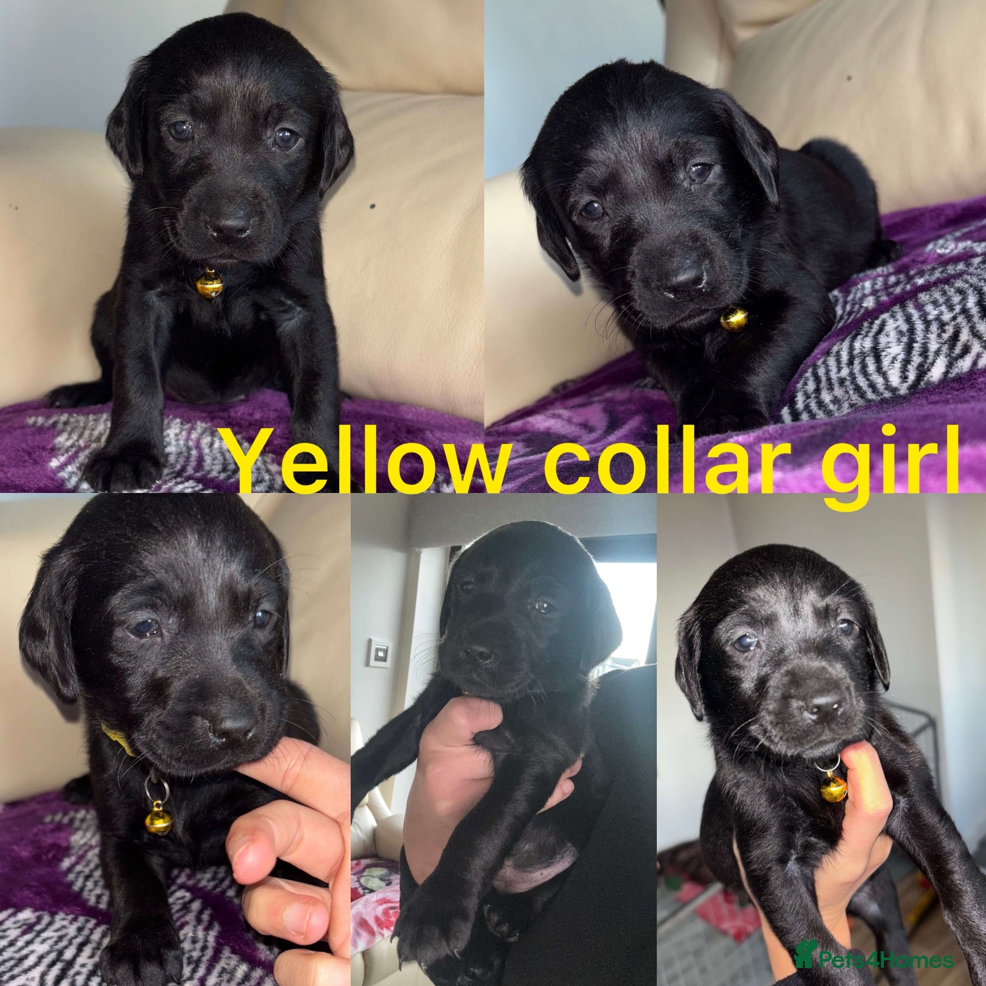 Labrador Retriever dogs Chocolate/Yellow/Black KC Reg Labrador Retrievers  - Advert 1
