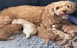 Cockapoo dogs for sale: F1b Cockapoos - Image 14