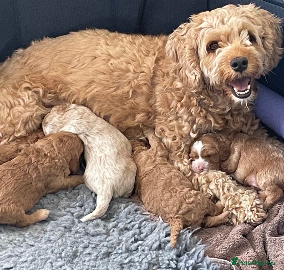 Cockapoo dogs for sale: F1b Cockapoos - Image 14