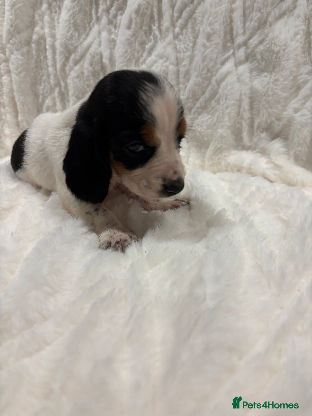 Basset Hound dogs for sale: Bassett hound puppies  - Advert 32