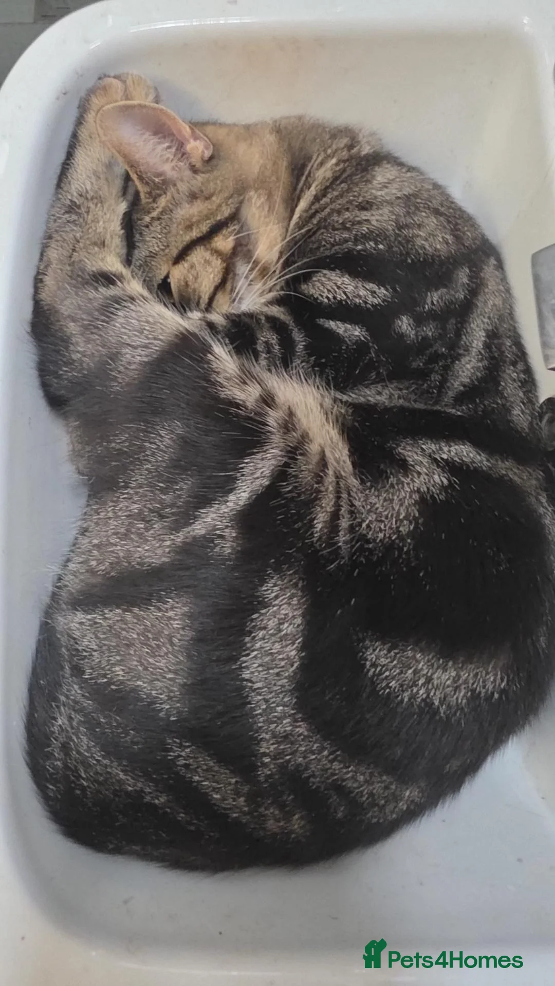 Mixed Breed cats for sale: Mother and son tabby - Advert 2