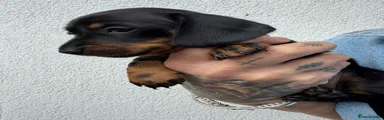 Dachshund Puppy 6