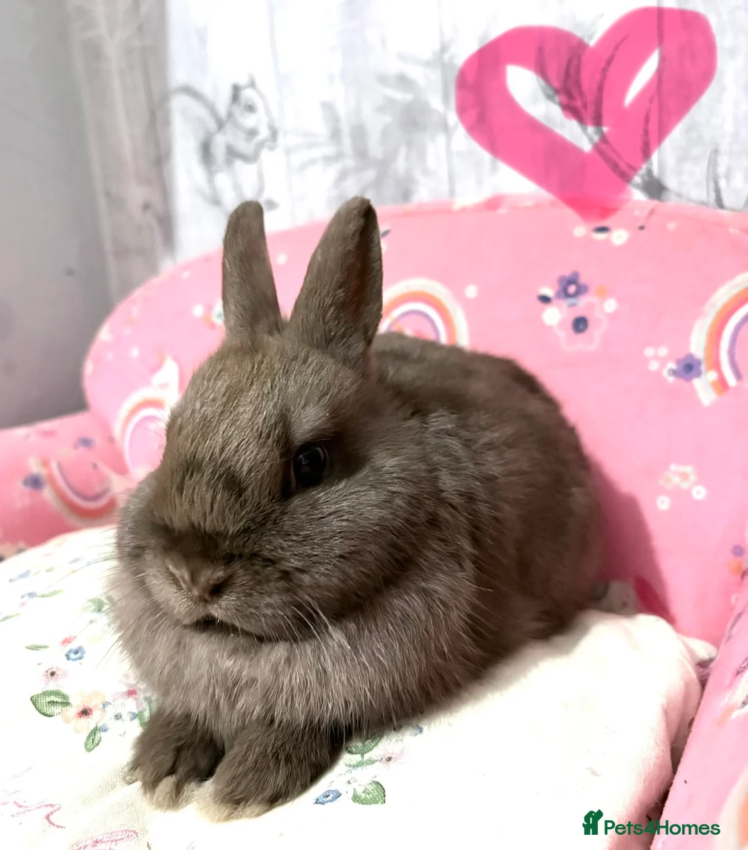 Netherland Dwarf rabbits for sale: 2 beautiful chocolate coloured netherland dwarfs - Advert 3