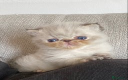 Exotic cats for sale: Outstanding Exotic Persian  - Image 21