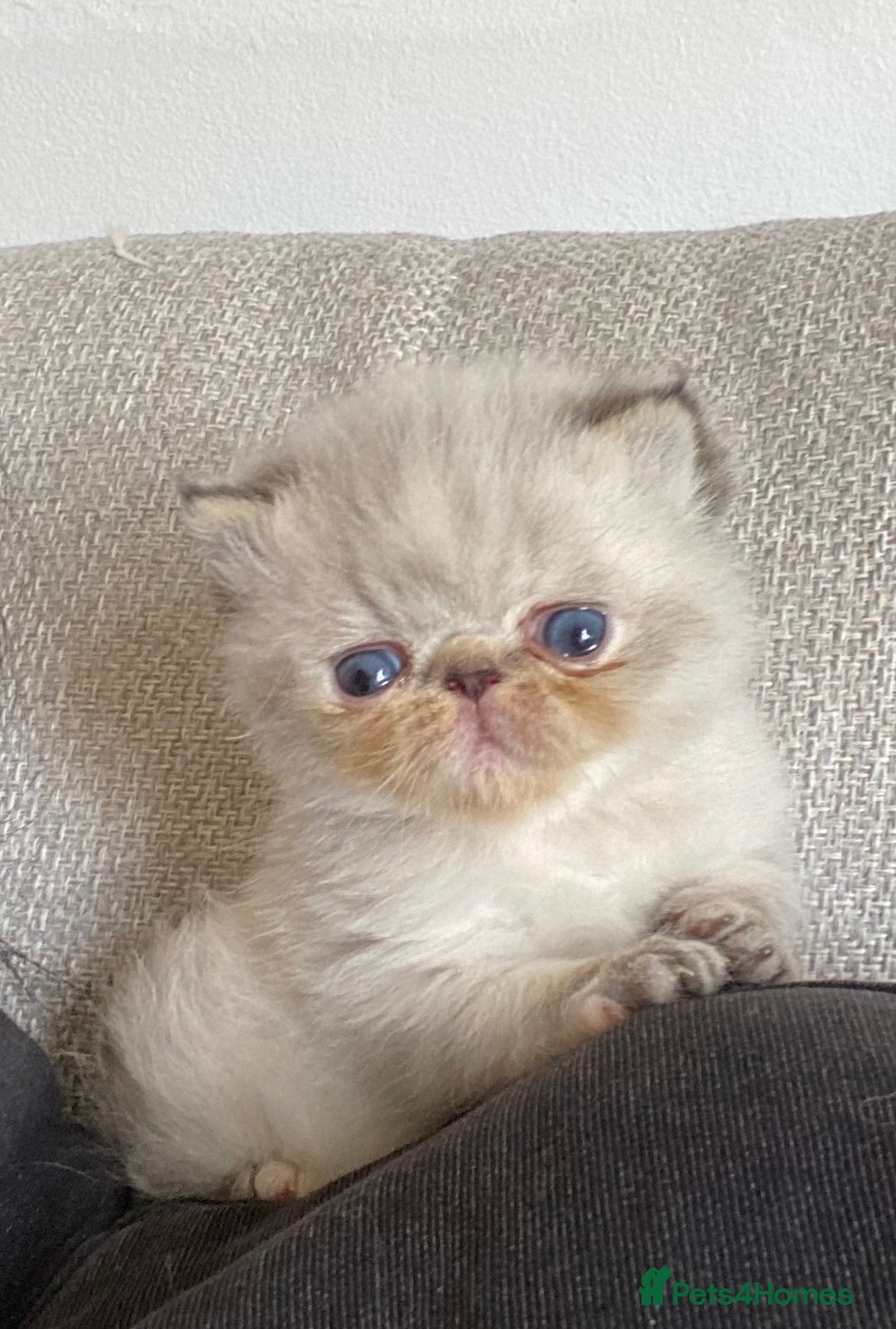 Exotic cats for sale: Outstanding Exotic Persian  - Image 21