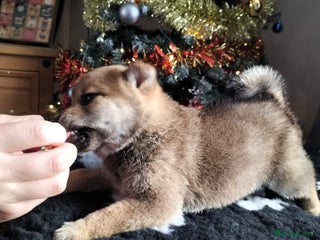 Japanese Shiba Inu dogs Well bred Japanese shiba inu puppies - Advert 13