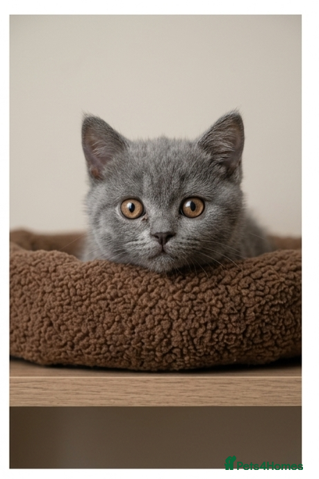 British Shorthair cats Beautiful British Shorthair and Scottish kittens  - Advert 5
