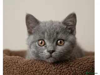 British Shorthair cats Beautiful British Shorthair and Scottish kittens - Advert 5