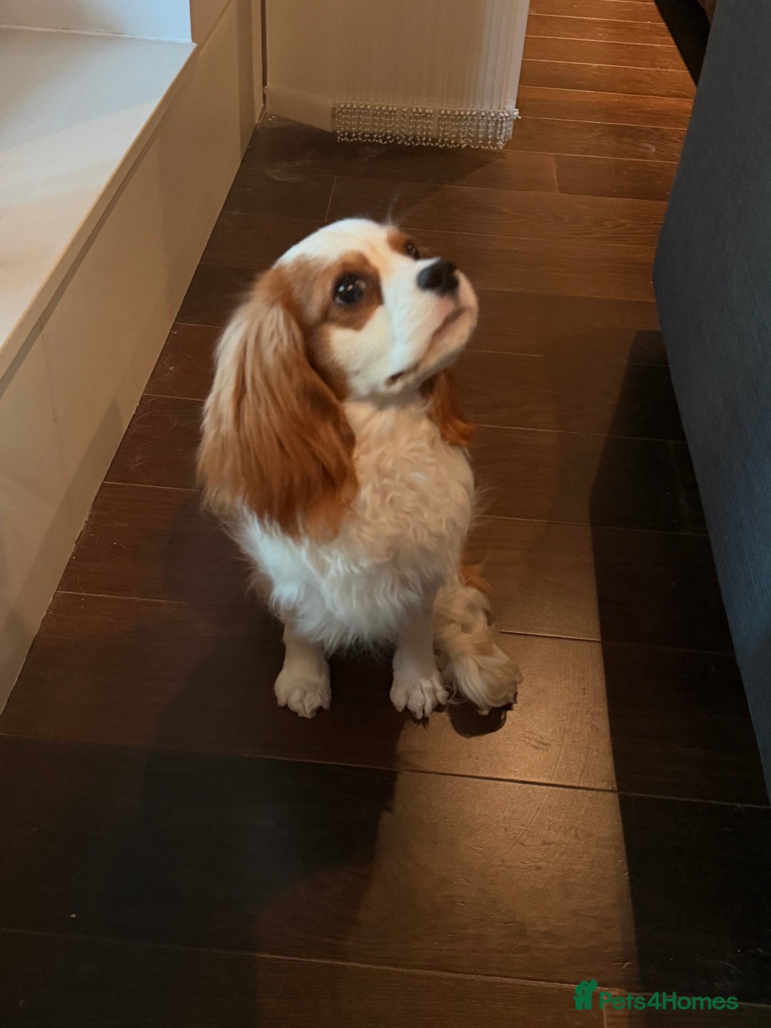 Cavalier King Charles Spaniel dogs for sale: Lovely king charles spaniel looking for a new home - Advert 5