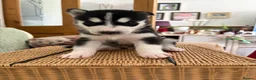 Siberian Husky dogs for sale: Adorable Siberian huskies  in Saint Helens - Advert 9