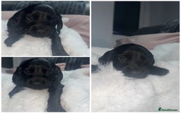 Cocker Spaniel dogs for sale: 7 beautiful cocker spaniel puppies black/brown - Advert 11