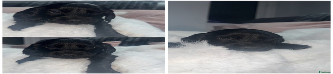 Cocker Spaniel boy 4 