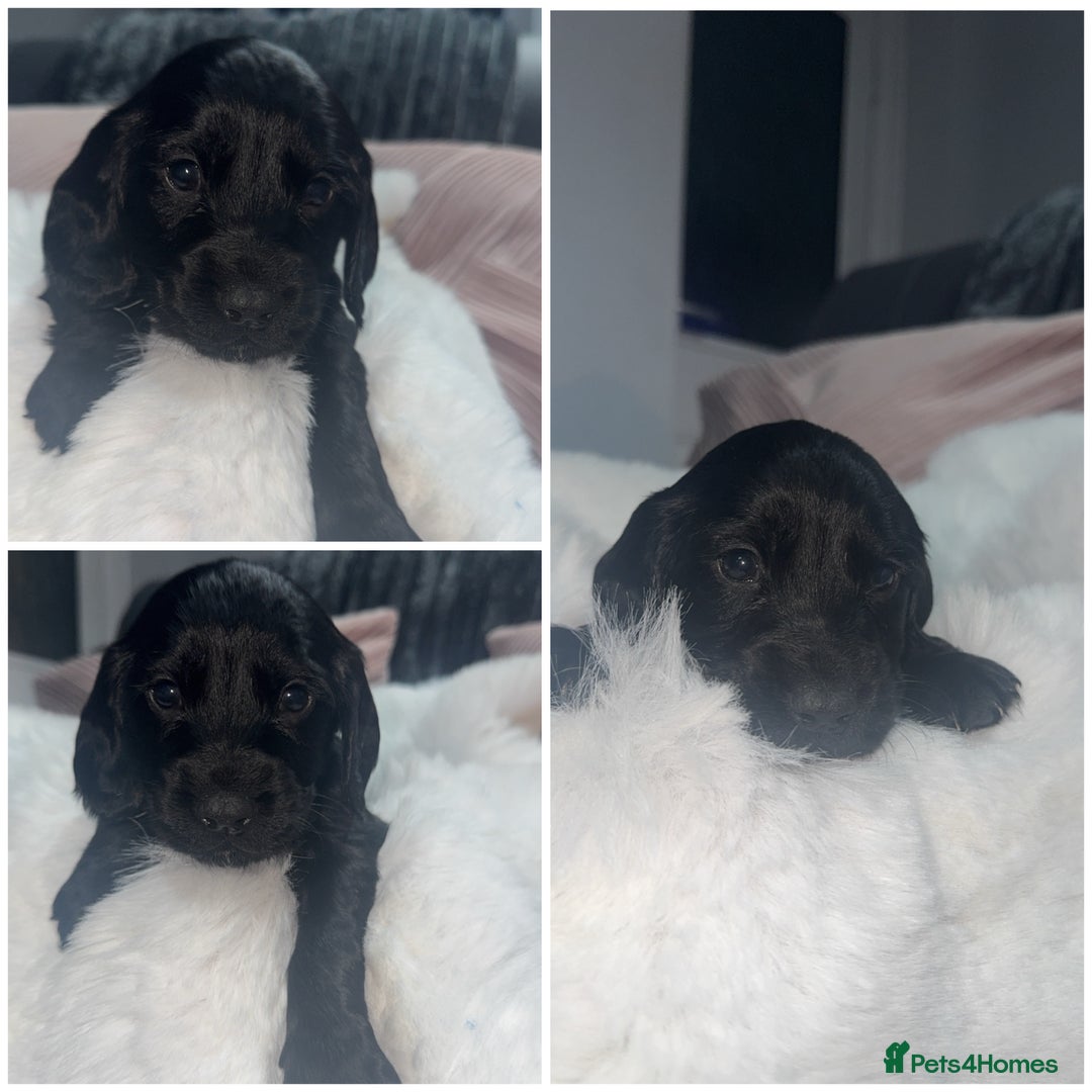 Cocker Spaniel dogs for sale: 7 beautiful cocker spaniel puppies black/brown - Advert 11