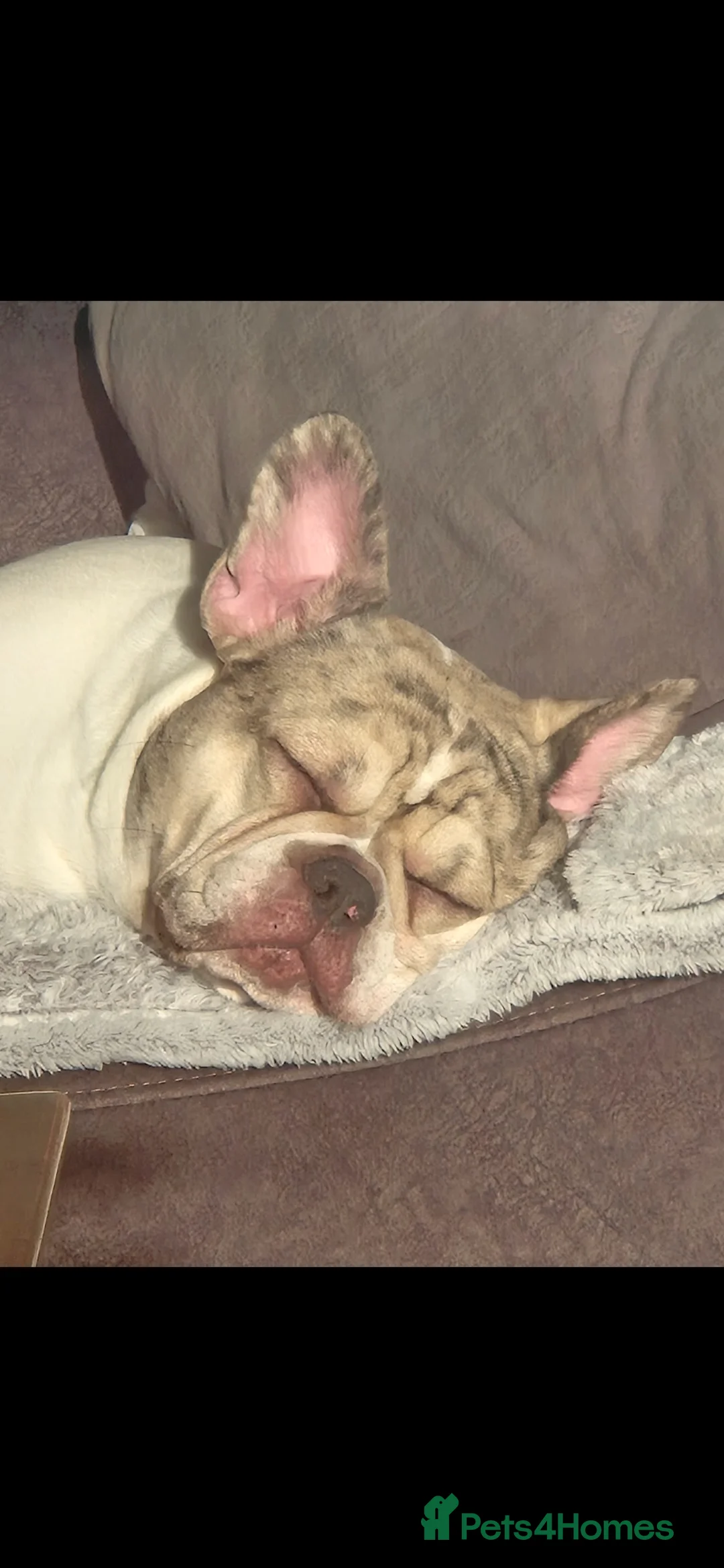 French Bulldog dogs for sale: French Bulldog  - Advert 4