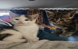 Mixed Breed cats for sale: My sweet pick n mix babies - Image 8