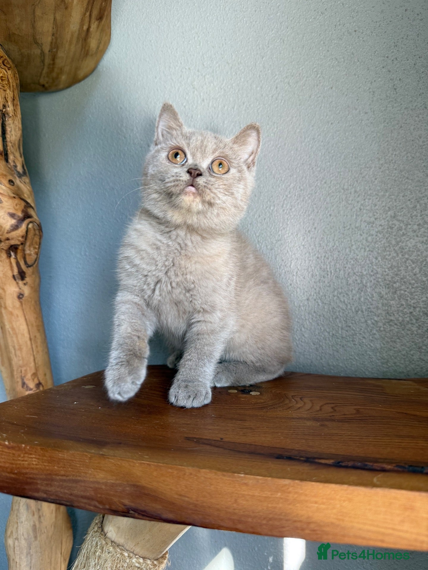 British Shorthair cats TICA British Shorthair  - Advert 2