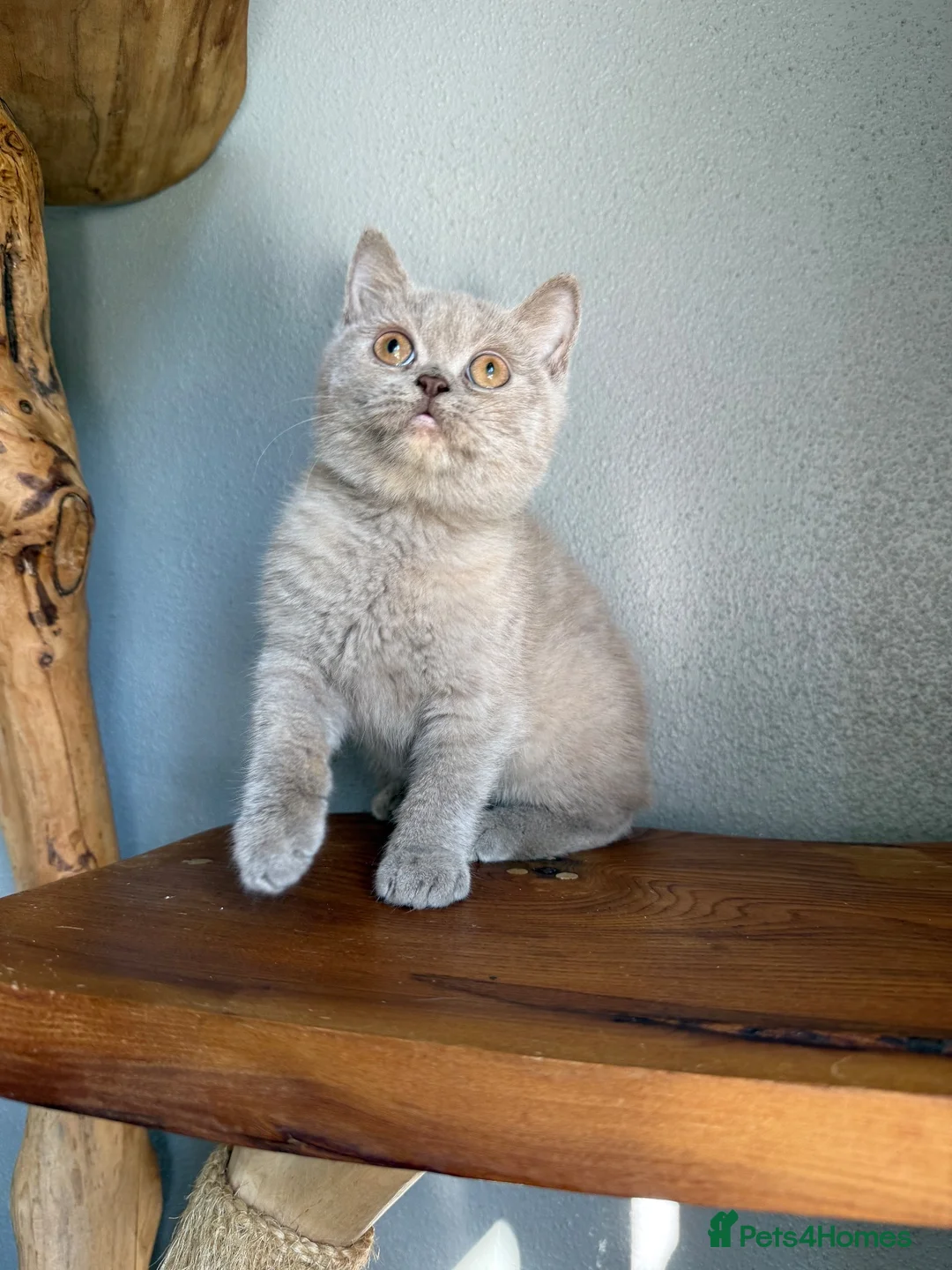 British Shorthair cats for sale: TICA British Shorthair  - Advert 2