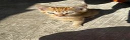 Mixed Breed cats for sale: Beautiful kittens ready for new home🐈 - Advert 6