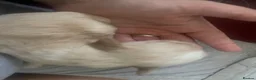Mixed Breed dogs for sale: Cockapoo cross pups - Advert 22
