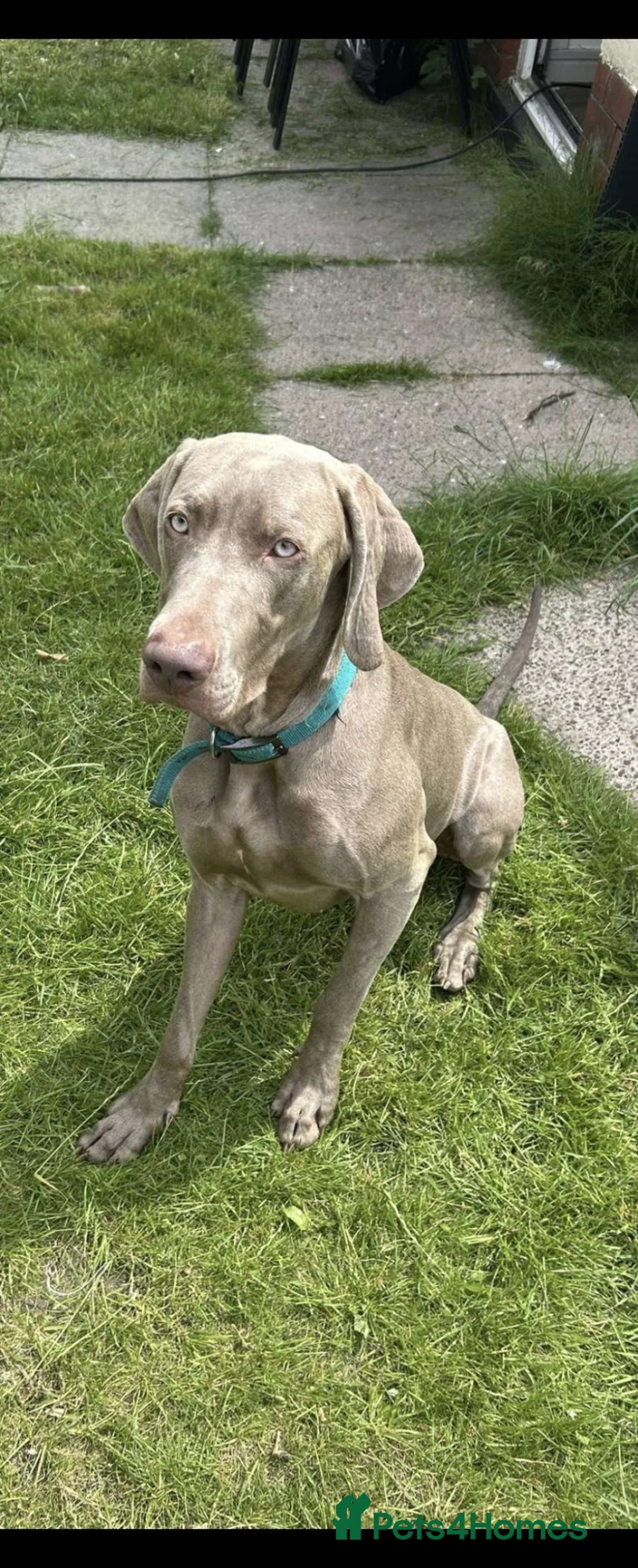 Weimaraner dogs for sale: Max 2 years old for re homing  - Advert 4