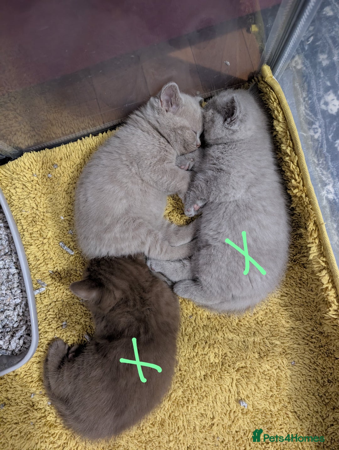 British Shorthair cats for sale: Cute lilac british short hair girl - Advert 8