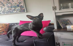 Oriental cats for sale: Oriental kittens - Image 4