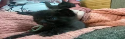 Mixed Breed cats for sale: Delta  in Plymouth - Advert 21
