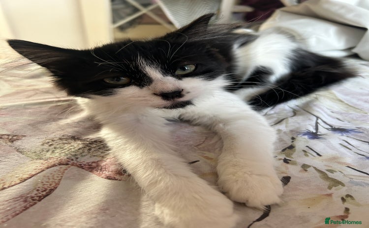 Mixed Breed cats for sale - Advert 2