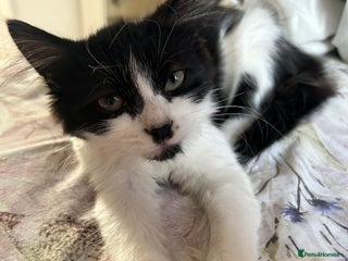 Mixed Breed cats - Advert 24