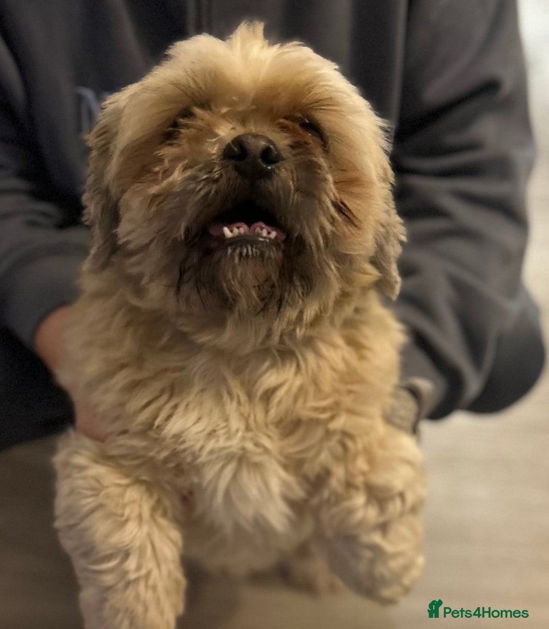 Shih Tzu dogs for sale: shih tzu - Image 5
