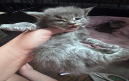 Maine Coon cats for sale: READY NOW Maine coon kittens  - Image 11