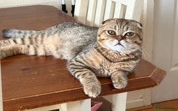 Scottish Fold cats for sale: Scottish fold boy  - Image 5