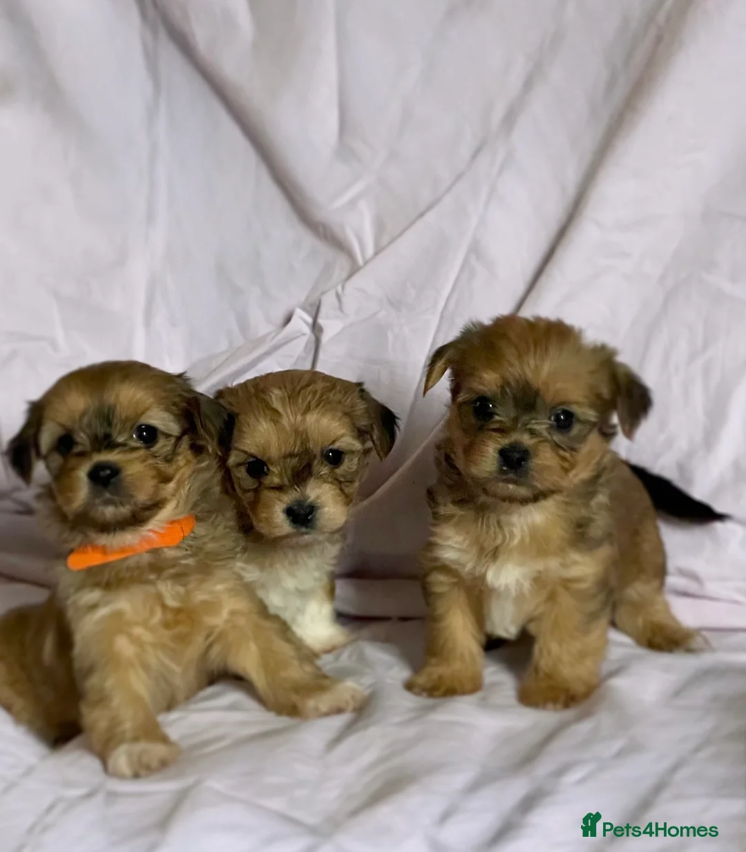 Yorkshire Terrier dogs for sale: Pure Yorkshire Terrier puppies  - Advert 1