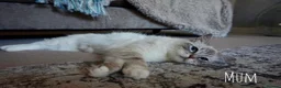 Ragdoll cats for sale: X5 Beautiful Ragdoll X kittens for sale  - Advert 15
