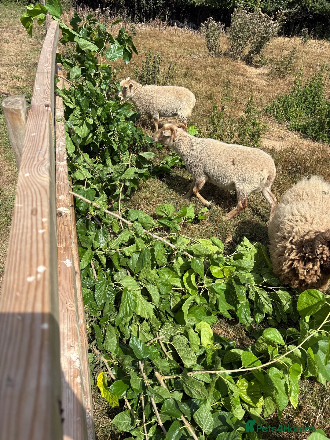 Sheep livestock for sale: 4 Ouessant Sheep - Advert 2