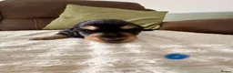 Miniature Dachshund dogs for sale: Miniature Longhaired Dachshund Puppies  - Advert 8