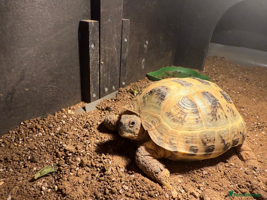 Hermann Tortoise reptiles for sale: Hermann tortoise  - Image 2