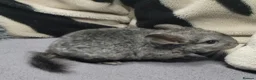 Chinchilla rodents for sale: Baby female chinchillas - Advert 3