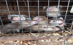 Ferret rodents for sale: 9 Ferrets for sale - Image 3