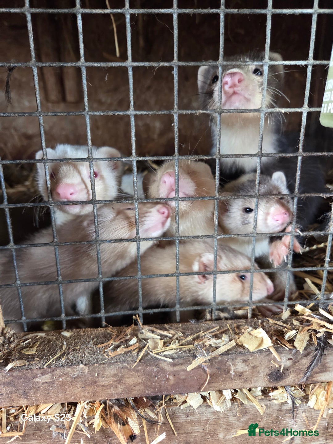 Ferret rodents for sale: 9 Ferrets for sale - Image 3